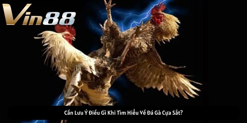 Cần Lưu Ý Điều Gì Khi Tìm Hiểu Về Đá Gà Cựa Sắt?